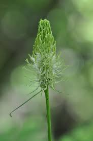 Attēlu rezultāti vaicājumam “Phyteuma spicatum”