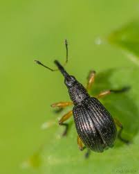 Attēlu rezultāti vaicājumam “Protapion sp.”