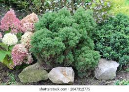 Attēlu rezultāti vaicājumam “Thuja occidentalis flower”