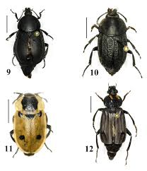 Attēlu rezultāti vaicājumam “Necrodes littoralis”