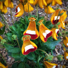 Attēlu rezultāti vaicājumam “Plantago uniflora flower”