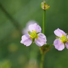 Attēlu rezultāti vaicājumam “Alisma lanceolatum leaf”