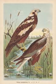 Attēlu rezultāti vaicājumam “Circus aeruginosus”