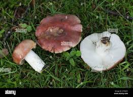 Attēlu rezultāti vaicājumam “Russula vesca”