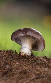 Attēlu rezultāti vaicājumam “Boletales”