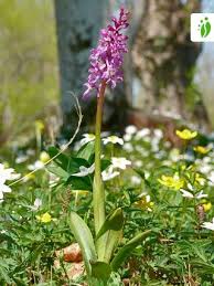 Attēlu rezultāti vaicājumam “Orchis mascula flower”