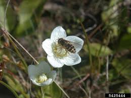 Attēlu rezultāti vaicājumam “Parnassia palustris fruit”