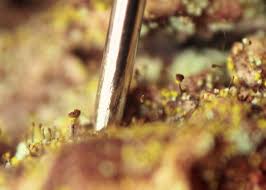 Attēlu rezultāti vaicājumam “Chaenotheca chrysocephala”