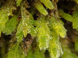 Attēlu rezultāti vaicājumam “Neckera”