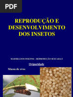 Attēlu rezultāti vaicājumam “Tettigoniodea exuvia”