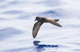 Image result for Oceanodroma castro