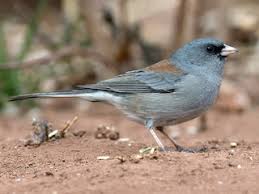 Image result for Junco hyemalis