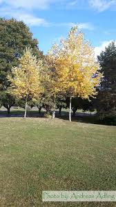 Attēlu rezultāti vaicājumam “Populus alba Nivea”