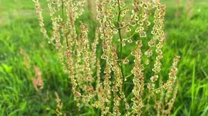 Attēlu rezultāti vaicājumam “Rumex confertus”