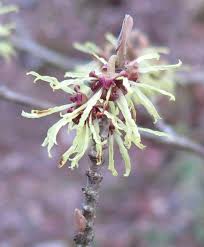 Attēlu rezultāti vaicājumam “Hamamelis”