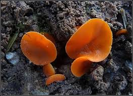 Attēlu rezultāti vaicājumam “Ascomycota”