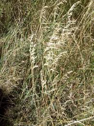 Attēlu rezultāti vaicājumam “Poa angustifolia”