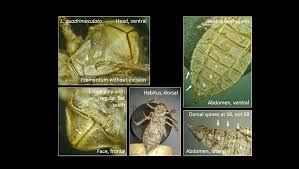 Attēlu rezultāti vaicājumam “Libellula quadrimaculata exuvia”