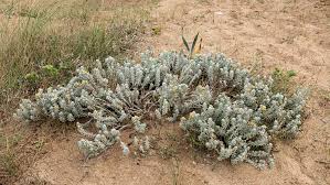 Attēlu rezultāti vaicājumam “Anthyllis maritima”