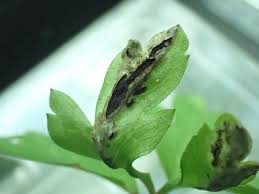 Attēlu rezultāti vaicājumam “Urocystis anemones spores”