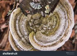 Attēlu rezultāti vaicājumam “Trametes gibbosa”