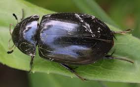 Attēlu rezultāti vaicājumam “Hydrochara caraboides”