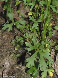 Attēlu rezultāti vaicājumam “Ranunculus sceleratus leaf”