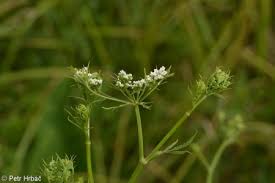 Attēlu rezultāti vaicājumam “Sium latifolium”