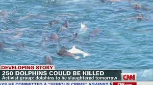 Image result for japan dolphin slaughter