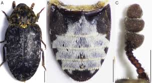 Attēlu rezultāti vaicājumam “Dermestes murinus”