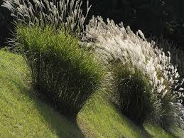 Image result for Miscanthus sinensis Zebrina