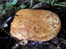 Attēlu rezultāti vaicājumam “Rhizopogon luteolus”