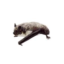 Attēlu rezultāti vaicājumam “Vespertilio murinus”