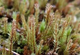 Attēlu rezultāti vaicājumam “Pohlia proligera”