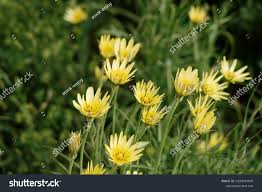 Attēlu rezultāti vaicājumam “Tragopogon pratensis subsp. pratensis flower”