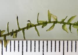 Attēlu rezultāti vaicājumam “Calliergon cordifolium”