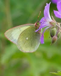 Attēlu rezultāti vaicājumam “Colias palaeno”