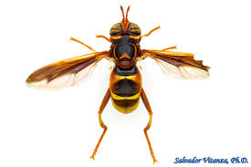 Attēlu rezultāti vaicājumam “Syrphidae”