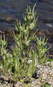 Attēlu rezultāti vaicājumam “Gnaphalium uliginosum leaf”