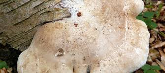 Attēlu rezultāti vaicājumam “Piptoporus betulinus”