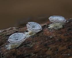 Attēlu rezultāti vaicājumam “Diderma subincarnatum plasmodium”