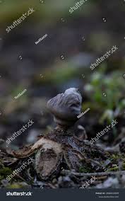 Attēlu rezultāti vaicājumam “Geastrum quadrifidum”