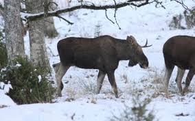 Attēlu rezultāti vaicājumam “Alces alces”