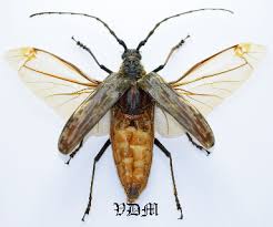 Attēlu rezultāti vaicājumam “Malacosoma castrensis male”