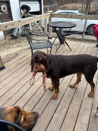 Image result for Carlisle BloodHounds