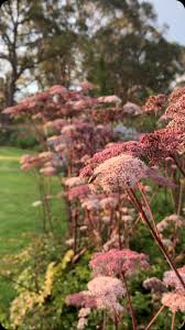 Attēlu rezultāti vaicājumam “Angelica palustris flower”