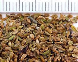 Attēlu rezultāti vaicājumam “Daucus carota subsp. carota”