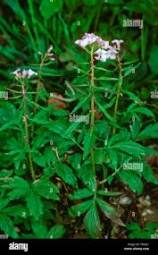 Attēlu rezultāti vaicājumam “Cardamine bulbifera flower”