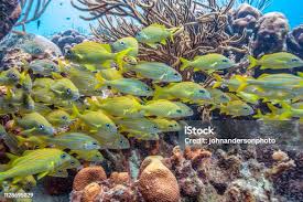 Image result for Haemulon flavolineatum