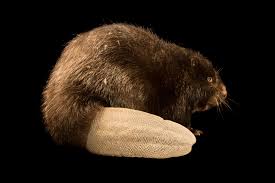 Image result for Castor fiber